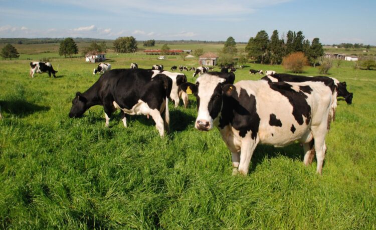 Programa financia sementes forrageiras para 14 mil agricultores