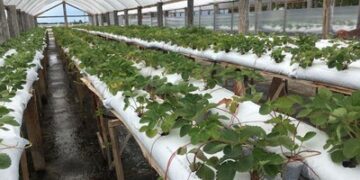 Presos cultivam mais de 2,5 mil mudas de morango em Charqueadas