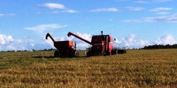 Colheita do arroz atinge 35% no Rio Grande do Sul esta semana