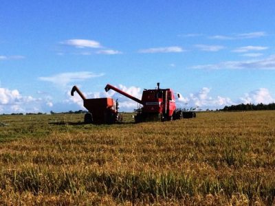 Orizicultores colheram até o momento 387.266 hectares de um total semeado de 1.106.171 hectares (Foto: Divulgação/Irga)