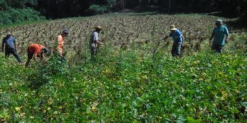 Colheita do feijão avança e ultrapassa 80% da área cultivada no RS