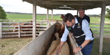 Aberta oficialmente campanha de vacinação contra a febre aftosa no RS