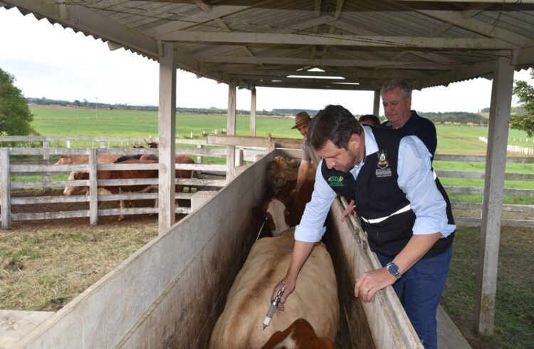 Aberta oficialmente campanha de vacinação contra a febre aftosa no RS