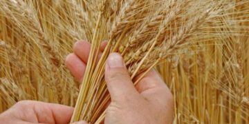 Produtores podem reduzir investimento no trigo em safra de inverno