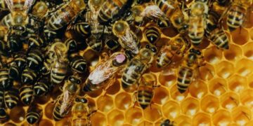 Mortandade de abelhas preocupa apicultores do Rio Grande do Sul