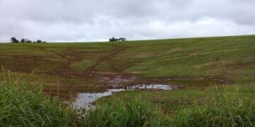 Plantio do trigo alcança 53% da área prevista no Rio Grande do Sul