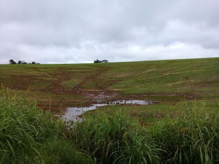 Plantio do trigo alcança 53% da área prevista no Rio Grande do Sul