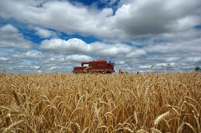 A área de plantio de trigo está abaixo da média devido ao clima seco e às temperaturas elevadas (Foto: Fernando Dias/Seapi)