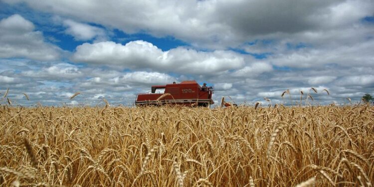 Clima seco e temperaturas elevadas reduzem área cultivada de trigo