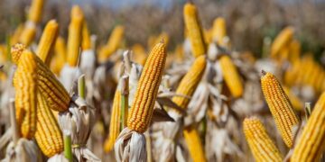 Programa Troca-Troca antecipa entrega de sementes a mais de 63 mil agricultores
