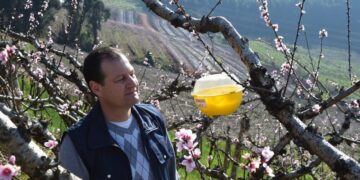 Sistema monitora infestação de mosca-das-frutas em pomares na Serra