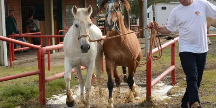 Expointer 2017 terá mais de 1,4 mil animais rústicos