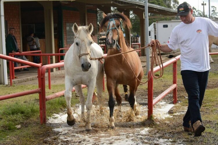 Expointer 2017 terá mais de 1,4 mil animais rústicos