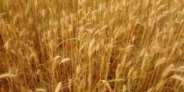 Trigo tem 20% das lavouras aptas para colheita no Rio Grande do Sul