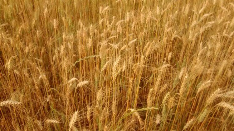 Trigo tem 20% das lavouras aptas para colheita no Rio Grande do Sul