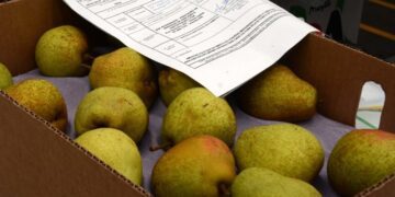 RS avança na defesa vegetal para garantir sanidade dos produtos