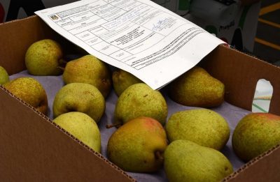 Medida reforça combate a pragas como a Nectria galligena das pomáceas (maçã e pera) (Foto: Fernando Dias/Seapi)