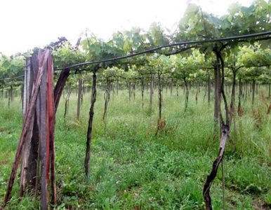 Estudo foi baseado na produção de cinco vinícolas da Serra Gaúcha (Foto: Paula Mallman)