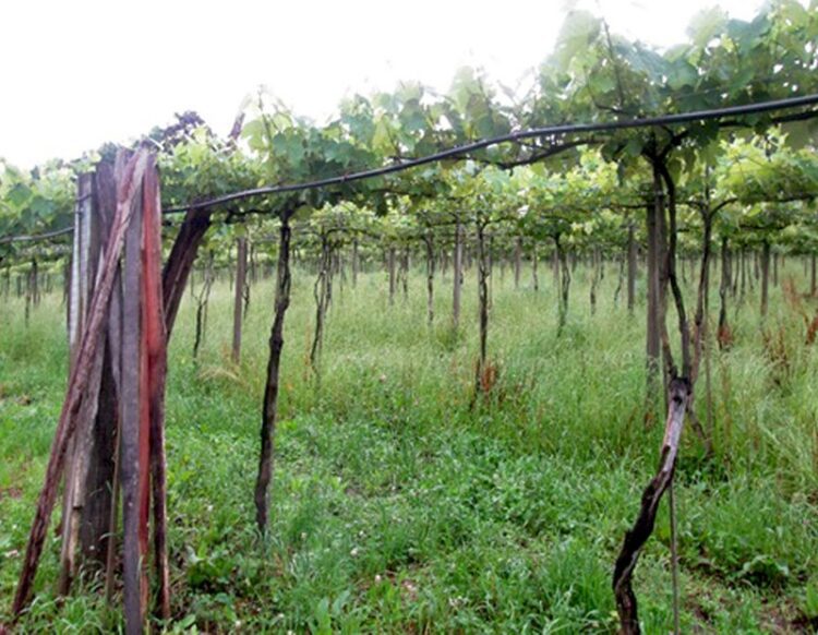 Pesquisa avalia índice de cobre na produção de uva orgânica