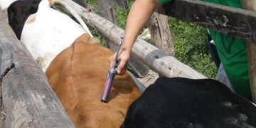 Prorrogada a campanha de vacinação contra a febre aftosa