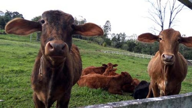Produtores devem vacinar rebanho contra aftosa até quarta-feira