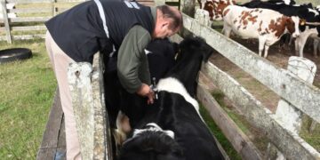 Município alerta para a campanha de vacinação contra a febre aftosa