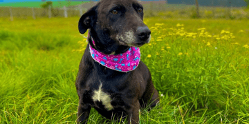 Sábado tem Feira de Adoção de Animais no Centro