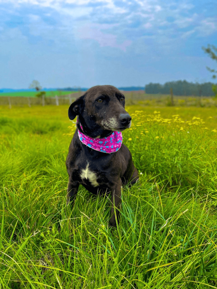 Sábado tem Feira de Adoção de Animais no Centro