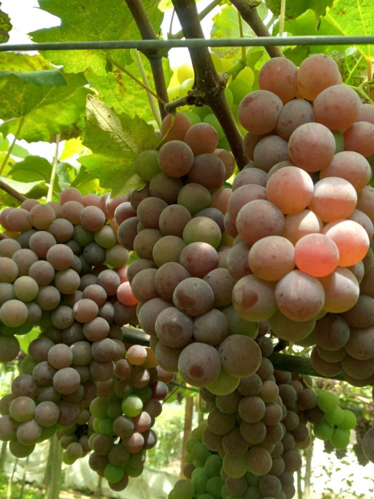 Frutas Duarte abre as porteiras para experiência de colheita de uvas em Paverama