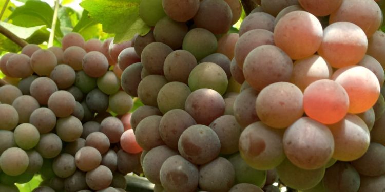 Frutas Duarte abre as porteiras para experiência de colheita de uvas em Paverama