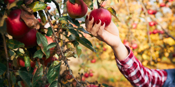 Safra de maçã deve crescer 30% e retomar normalidade
