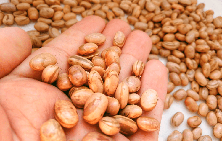 Feijão carioca sobe 29,3% e bate recorde