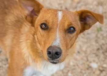 Prefeito encaminha projeto para criação do Conselho e Fundo de Bem-Estar Animal em Roca Sales