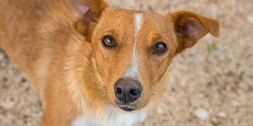 Prefeito encaminha projeto para criação do Conselho e Fundo de Bem-Estar Animal em Roca Sales