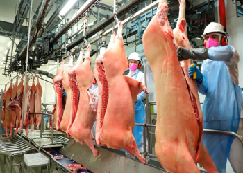 Suinocultura recua mesmo com exportação recorde