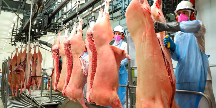 Suinocultura recua mesmo com exportação recorde