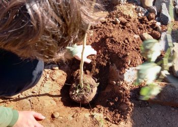 Semana do Meio Ambiente reforça a cultura da sustentabilidade