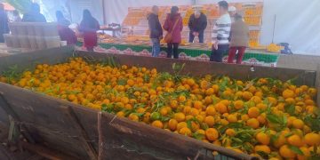 Festa da Bergamota atrai quatro mil pessoas à Bela Vista do Fão