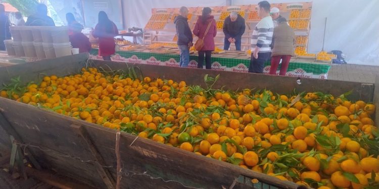 Festa da Bergamota atrai quatro mil pessoas à Bela Vista do Fão