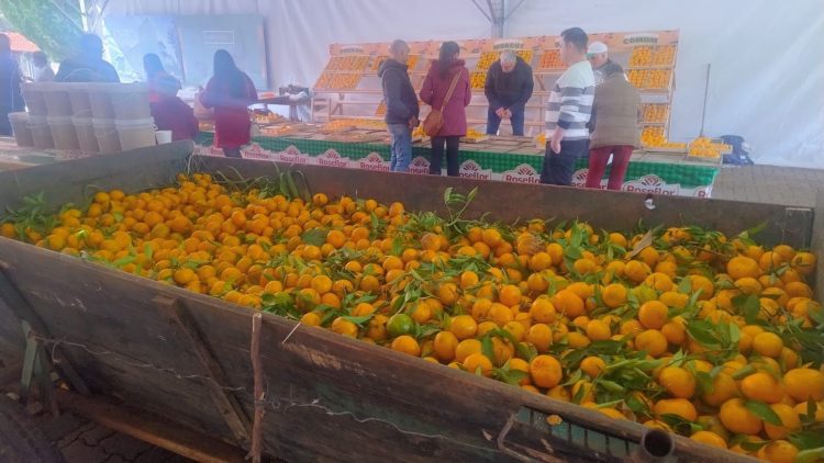 Festa da Bergamota atrai quatro mil pessoas à Bela Vista do Fão