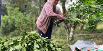 Safra de erva-mate deve atingir maior volume em seis anos