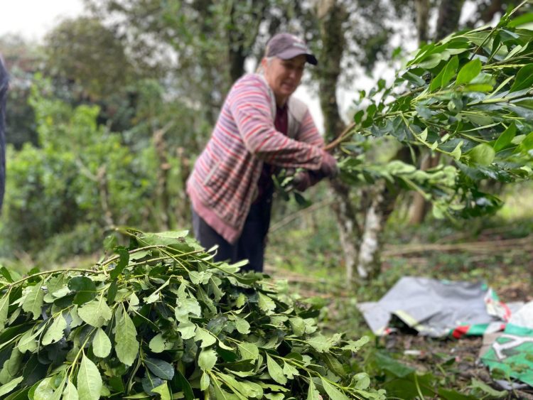 Safra de erva-mate deve atingir maior volume em seis anos