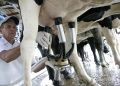 Famurs lança campanha para estimular consumo de leite