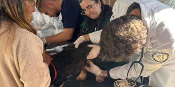 UFRGS, UERGS e Prefeitura promovem ação de saúde animal para famílias dos módulos habitacionais do Bairro São José