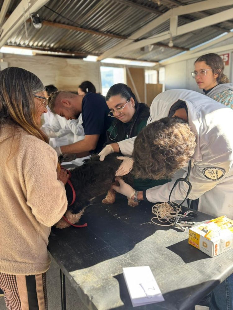 UFRGS, UERGS e Prefeitura promovem ação de saúde animal para famílias dos módulos habitacionais do Bairro São José