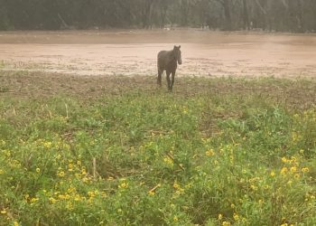 Administração Municipal de Encantado reforça cuidado com a população e garante resgate de animais atingidos pela enchente