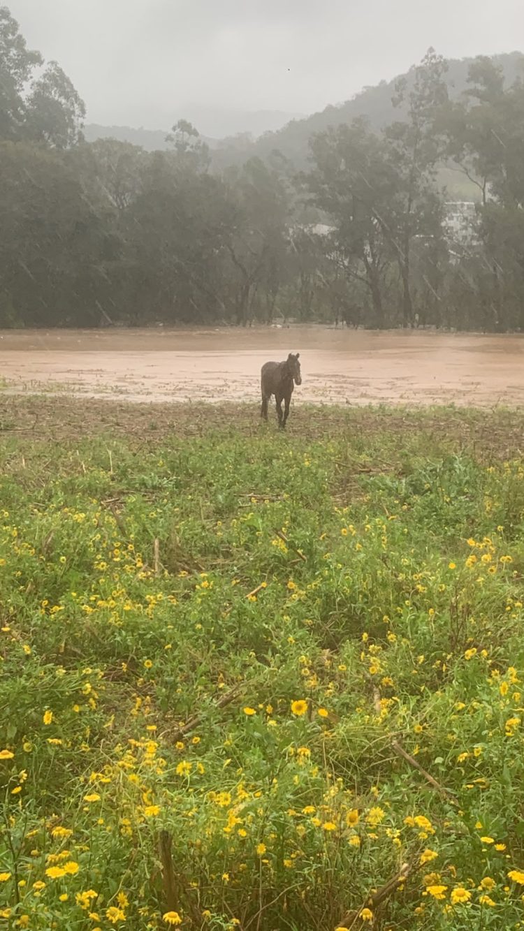 Administração Municipal de Encantado reforça cuidado com a população e garante resgate de animais atingidos pela enchente