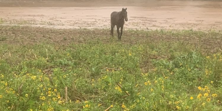 Administração Municipal de Encantado reforça cuidado com a população e garante resgate de animais atingidos pela enchente