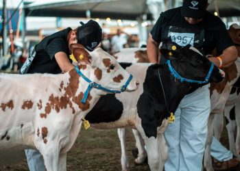Gadolando abre inscrições para a 49ª Expointer