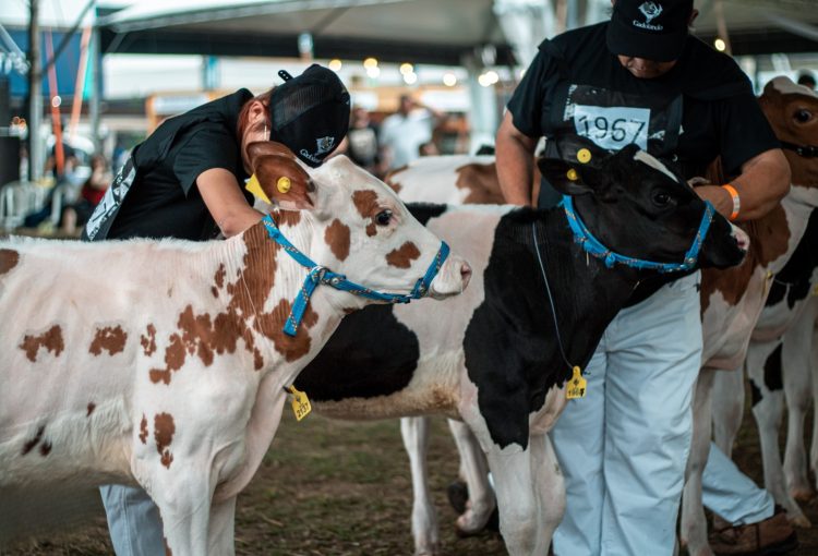 Gadolando abre inscrições para a 49ª Expointer